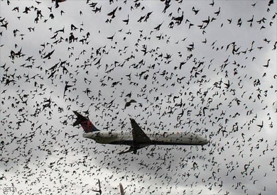 اصطدام طائرة بسرب طيور