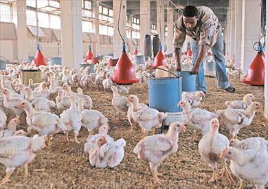 مزرعة دواجن تصوير ايمان هلال