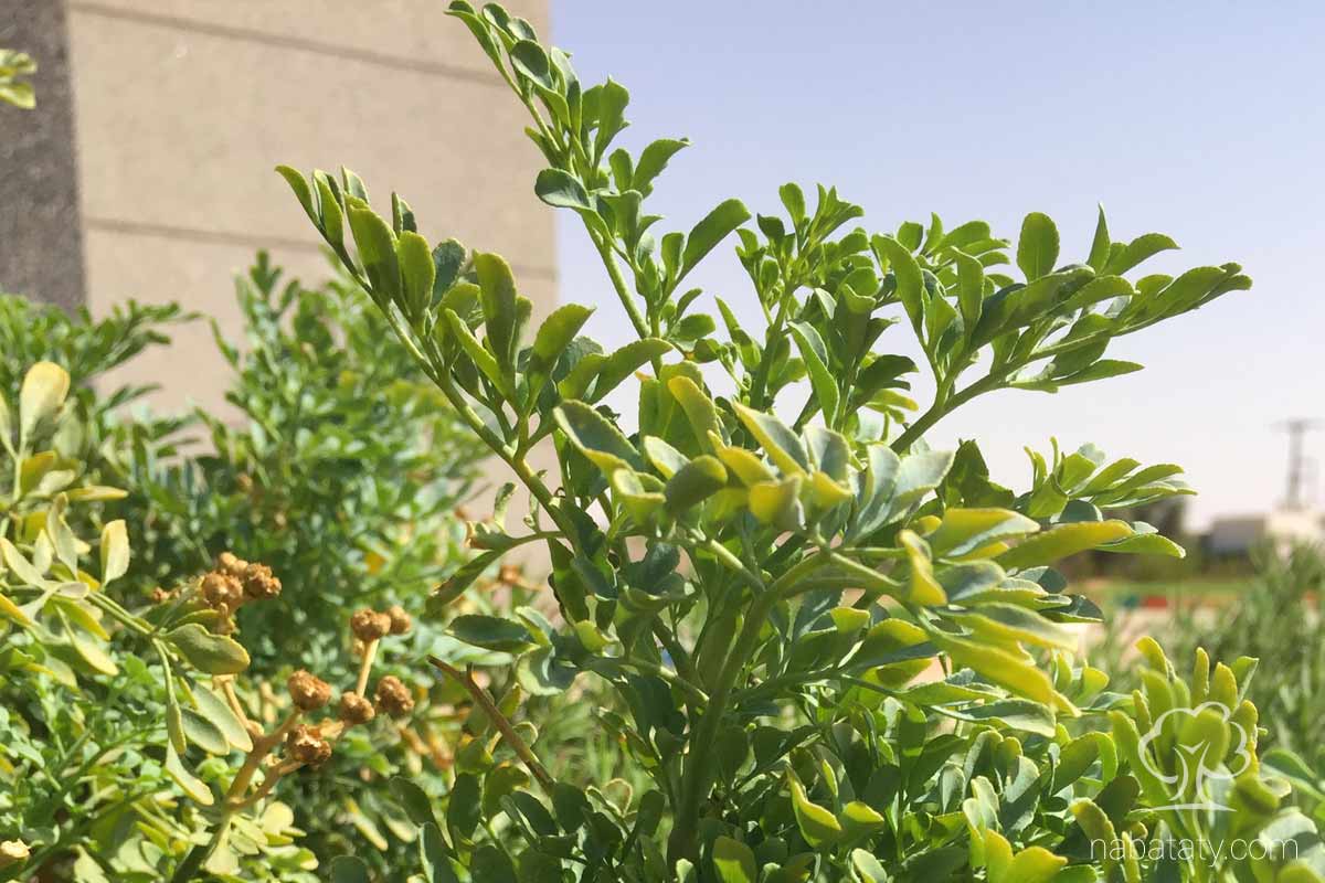 أرشيفية