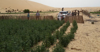 أرشيفية