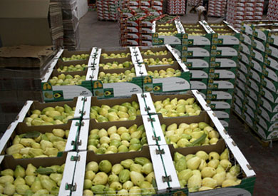 السعودية تحظر استيراد الجوافة المصرية