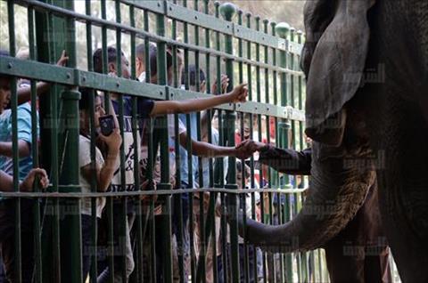 تصوير أحمد عبد الجواد
