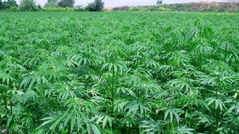 نبات الحشيش