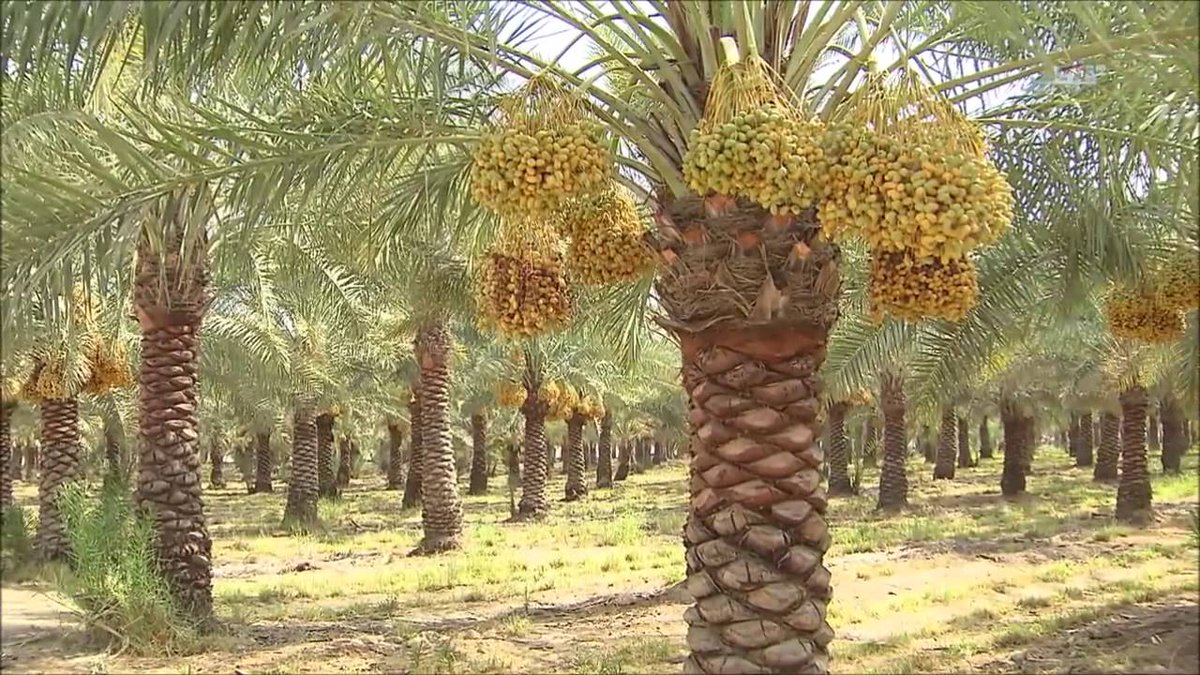 انطلاق الندوة العلمية للمهرجان الدولي التاسع للتمور المصرية بسيوة