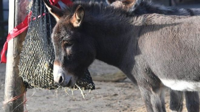 الصين فقدت أكثر من نصف عدد الحمير بها منذ 1990 فاتجهت إلى تعزيز الواردات