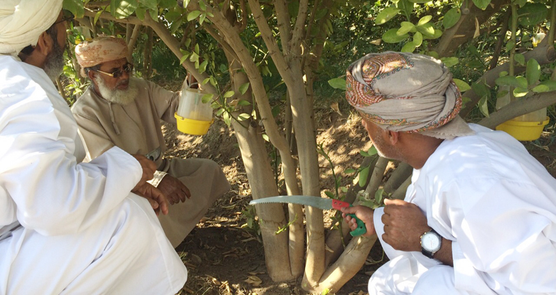 عمان تصدر موسوعة لـ أشجار المانجو بوابة الشروق
