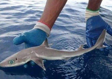 سمكة قرش نادرة تعيش خارج ويلز البريطانية