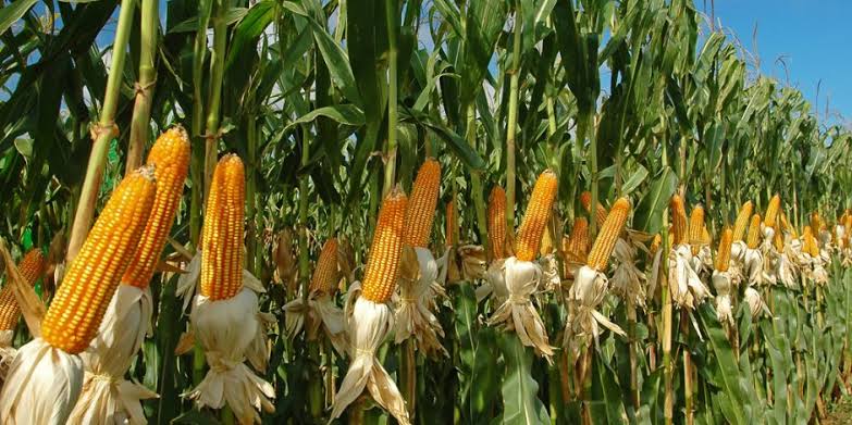 رئيس الوزراء يُوجه بخطة متكاملة لزيادة زراعات الذرة وفول الصويا لتوفير الأعلاف