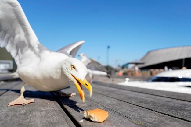 طائر النورس يتناول قطعة من الخبز في أوسلو يوم 24 يوليو تموز 2019. صورة لرويترز يحظر استخدامها في النرويج