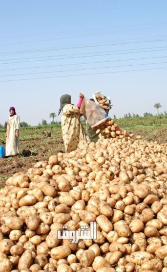  تصوير: جيهان نصر