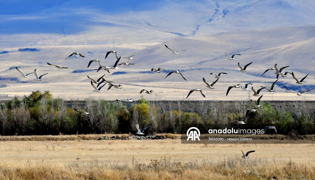 وكالة الأناضول للأنباء