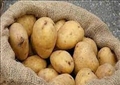 البطاطس