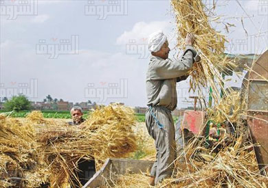 إتاحات مالية لشراء القمح- تصوير أحمد عبد الفتاح