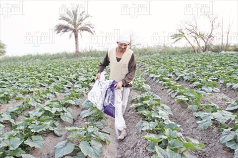 رش بالمبيدات تصوير مجدى ابراهيم