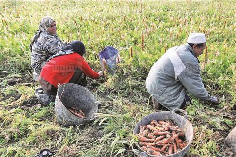 اعادة هيكلة البنك الزراعي بعد تبعيته للمركزي تفيد اللمزارعين- تصوير مجدى ابراهيم