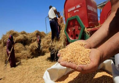 «الزراعة»: استلام 4.4 مليون طن قمح محلي من المزارعين حتى الآن