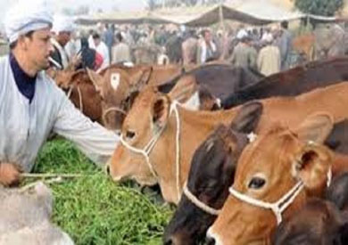 الفاو: 25% زيادة بالثروة الحيوانية في شمال إفريقيا والشرق الأدنى