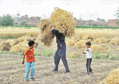 قمح - تصوير احمد عبد الفتاح