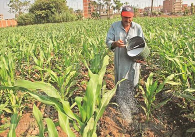 اسمدة زراعية تصوير جيهان نصر