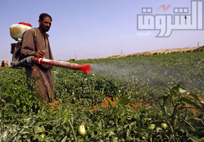 تصوير  أحمد عبداللطيف