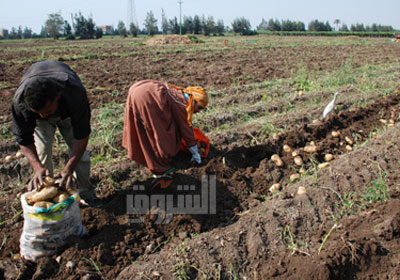 وصول 21 ألف طن من تقاوى البطاطس من الاتحاد الأوروبى   تصوير: جيهان نصر
