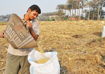 قرار وقف تصدير الأرز خفض سعره 450 جنيها للطن