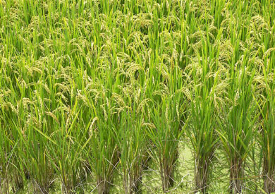 محصول أرز - أرشيفية