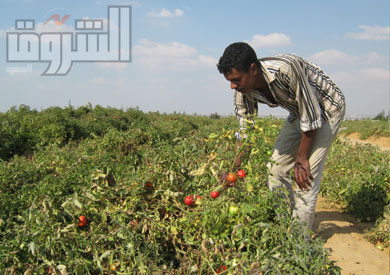 آخر موسم الطماطم في وادي النطرون تصوير- عبدالرحمن مصطفى