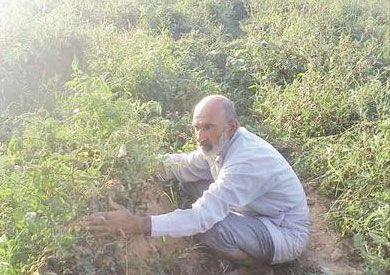 ضربة كبيرة لمحصول الطماطم
