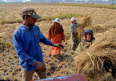 لا رجعة عن قرار وقف تصدير الأرز