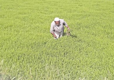 انخفاض محصول الأرز يهدد الأمن الغذائي