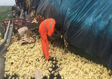نفوق 1500 كتكوت في حريق بمزرعة دواجن بالبحيرة
