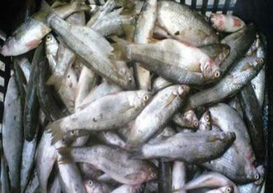 القبض علي بائع أسماك يعرض 150 كيلو من سمك البقرة السام للبيع بالإسكندرية- أرشيفية