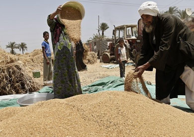 القمح - ارشيفية