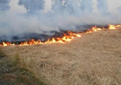 قش الارز - ارشيفية