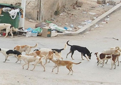 كلاب مسعورة