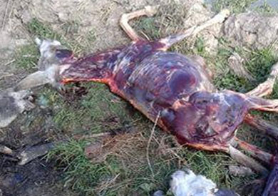 العثور على 7 «حمير» مذبوحة بأبو المطامير في البحيرة