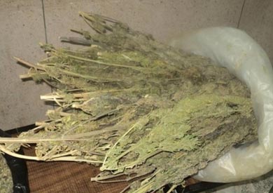 بانجو - ارشيفية
