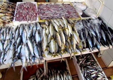 ضبط 700 كيلو أسماك ورنجة فاسدة في حملة تمونية بكفر الشيخ