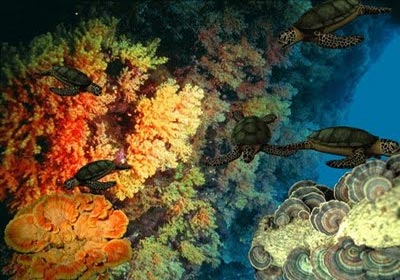 الشعاب المرجانية بالغردقة -ارشيفية