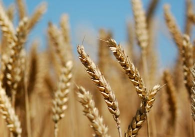 قمح - ارشيفية