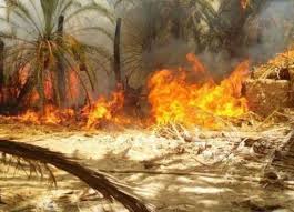 تفحم 150 خلية نحل في حريق بالفيوم