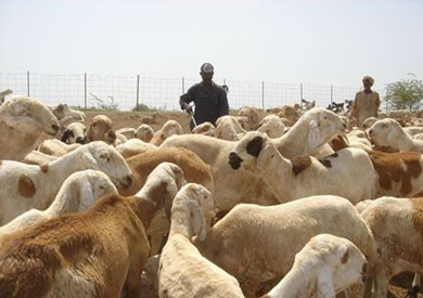 الهيئة العامة للخدمات البيطرية التابعة لوزارة الزراعة،