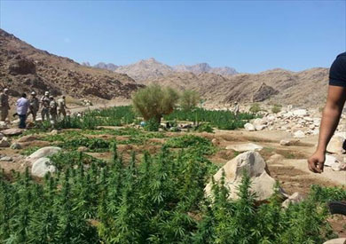 ضبط مزرعة لنبات البانجو المخدر باحد المناطق الجبلية بمدينة ابورديس
