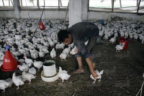 مزرعة دواجن تصوير احمد عبد الفتاح