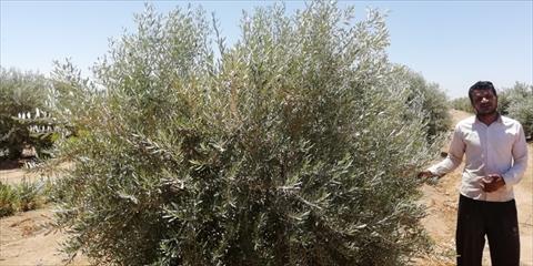 الشروق ترصد مزارع أشجار الزيتون بمدينة طور سيناء بوابة الشروق