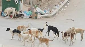 الكلاب الضالة تعقر 16 طفلا ومواطنا بطنطا