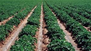 «الزراعة»: زراعة 4 ملايين فدان بالمحاصيل الصيفية حتى الآن