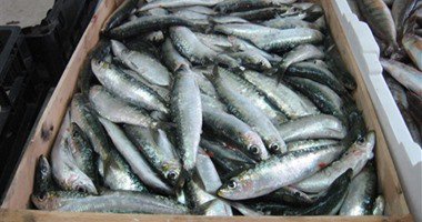 ضبط 80 طن سمك «ماكريل» مجهول المصدر بالبحيرة