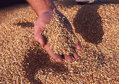 مصر تفرض شروطا جديدة لمواصفات القمح المستورد